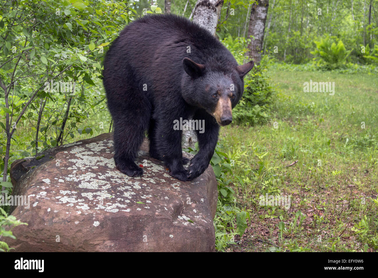 Black bear standing on a rock, Sandstone, Minnesota, USA Stock Photo