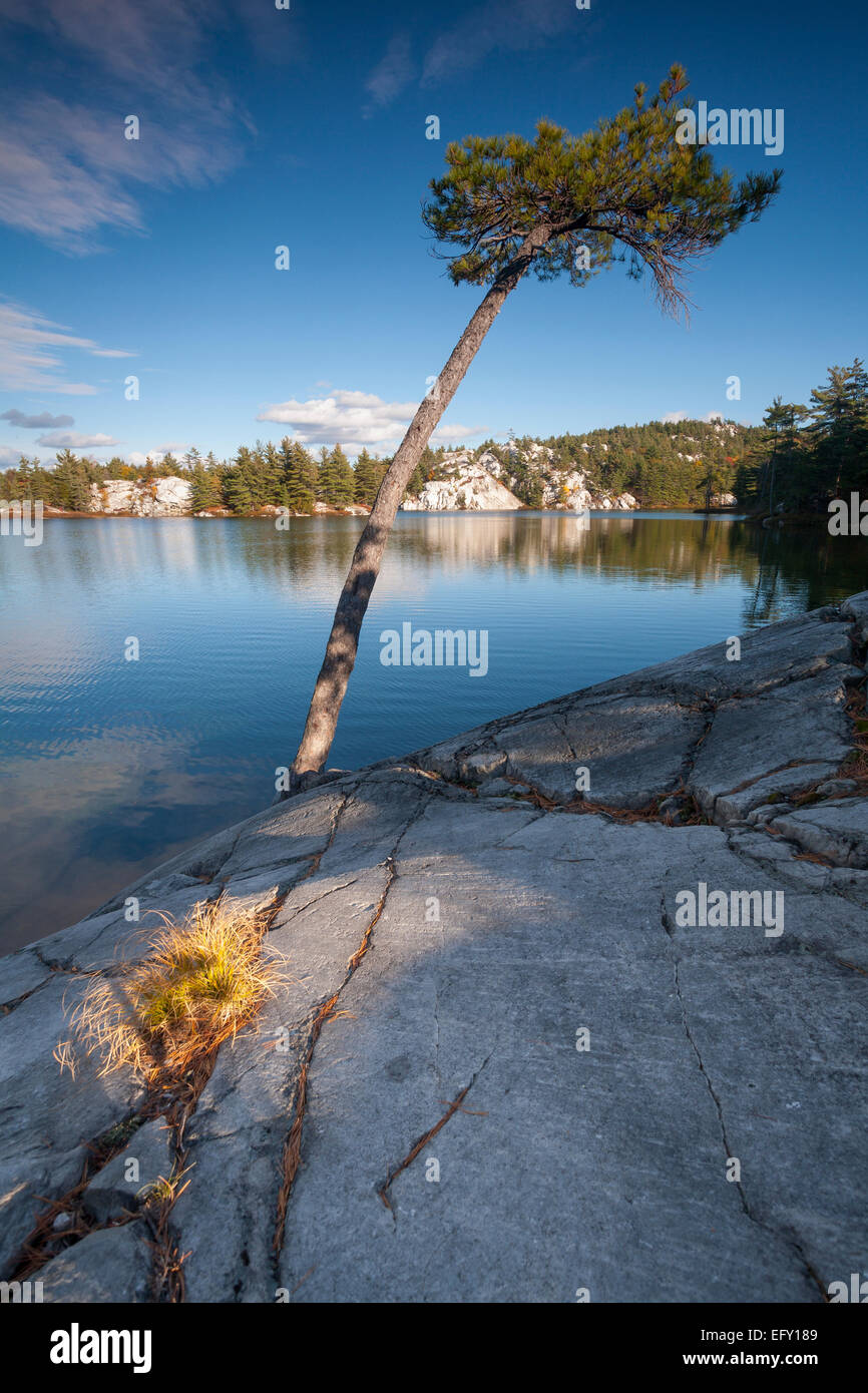 A lone White Pine tree clings precariously to a rocky shoreline in Killarney Provincial Park, Ontario, Canada. Stock Photo