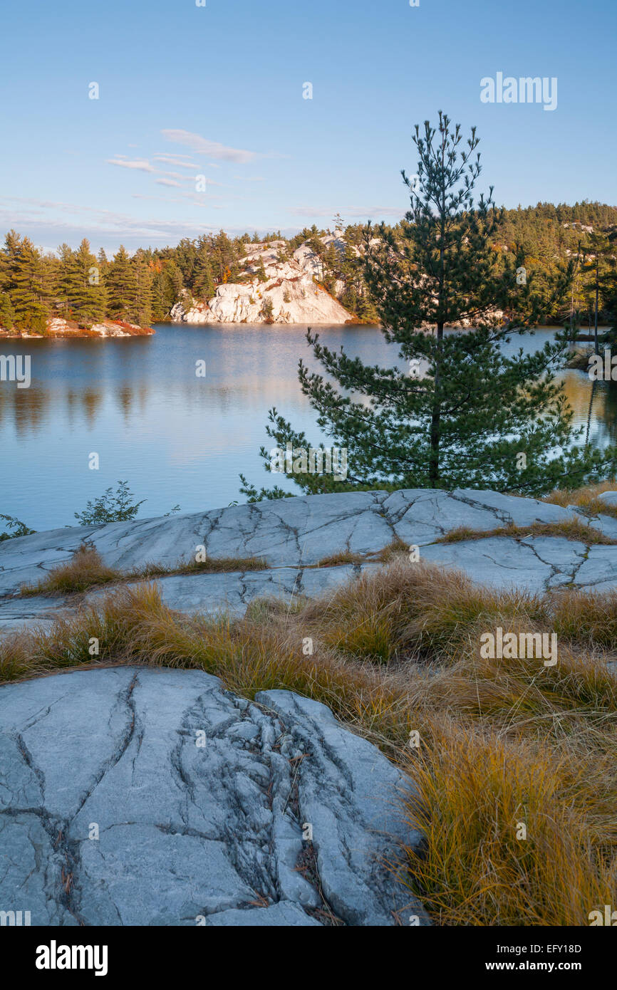 Grasses growing from the shallow soil on top of the white quartzite