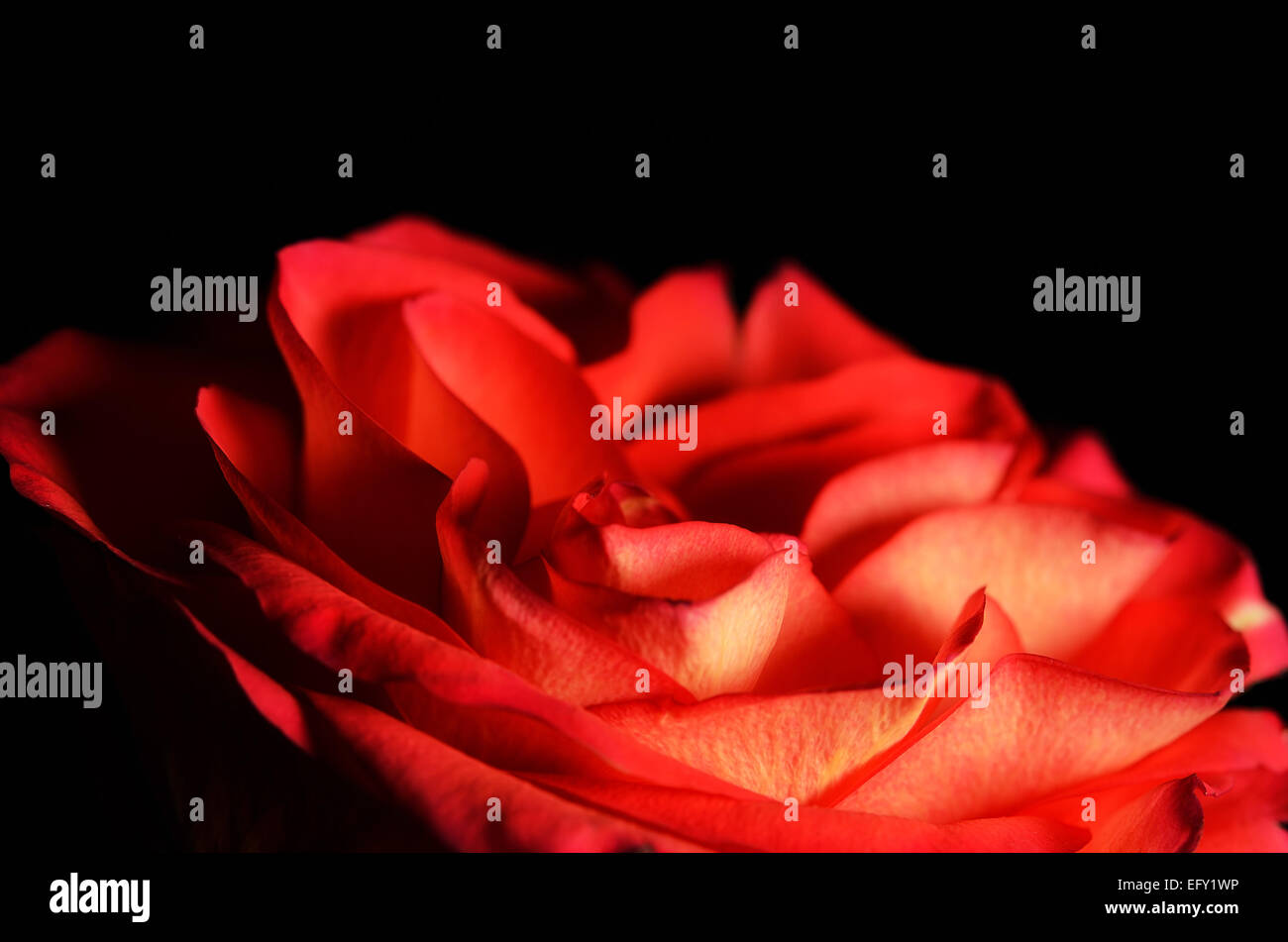 Closeup photo of a red rose Stock Photo - Alamy