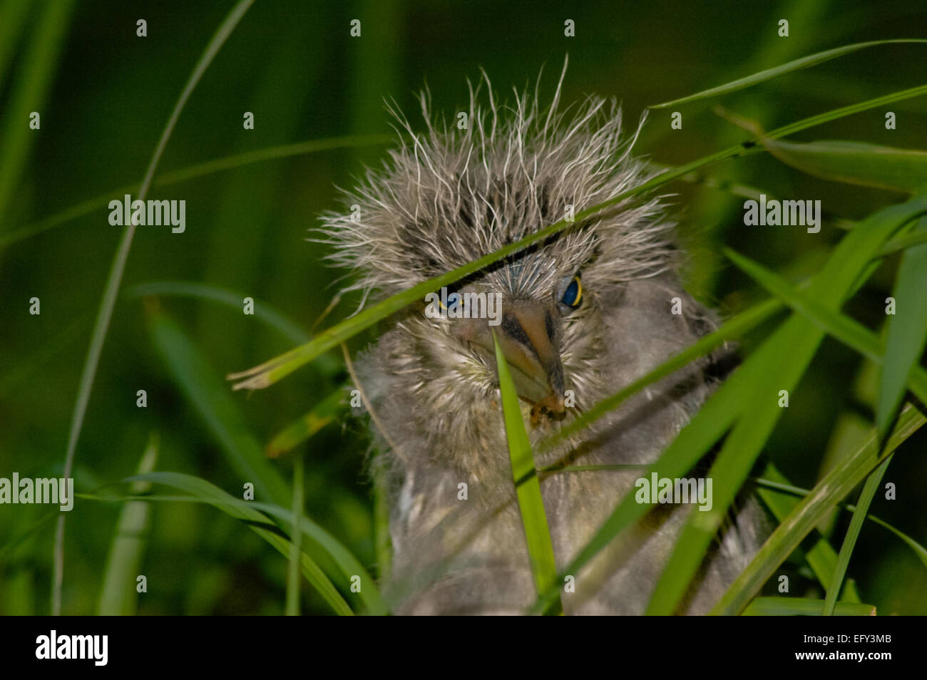 Black-crowned night heron (Nycticorax nycticorax), juvenile, spotted at Ancol Bird Park in Jakarta coastal area. Ancol Dreamland, Jakarta, Indonesia. Stock Photo