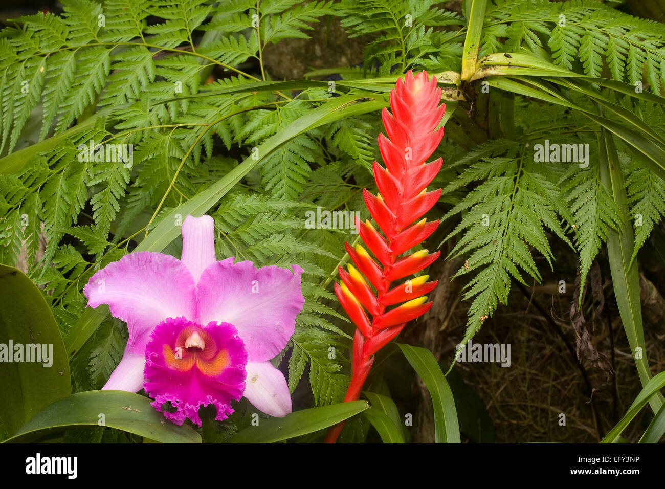 Encanto Dinner and a Movie Night + Colombia Study - Poppy + Grace, image size:1300x956