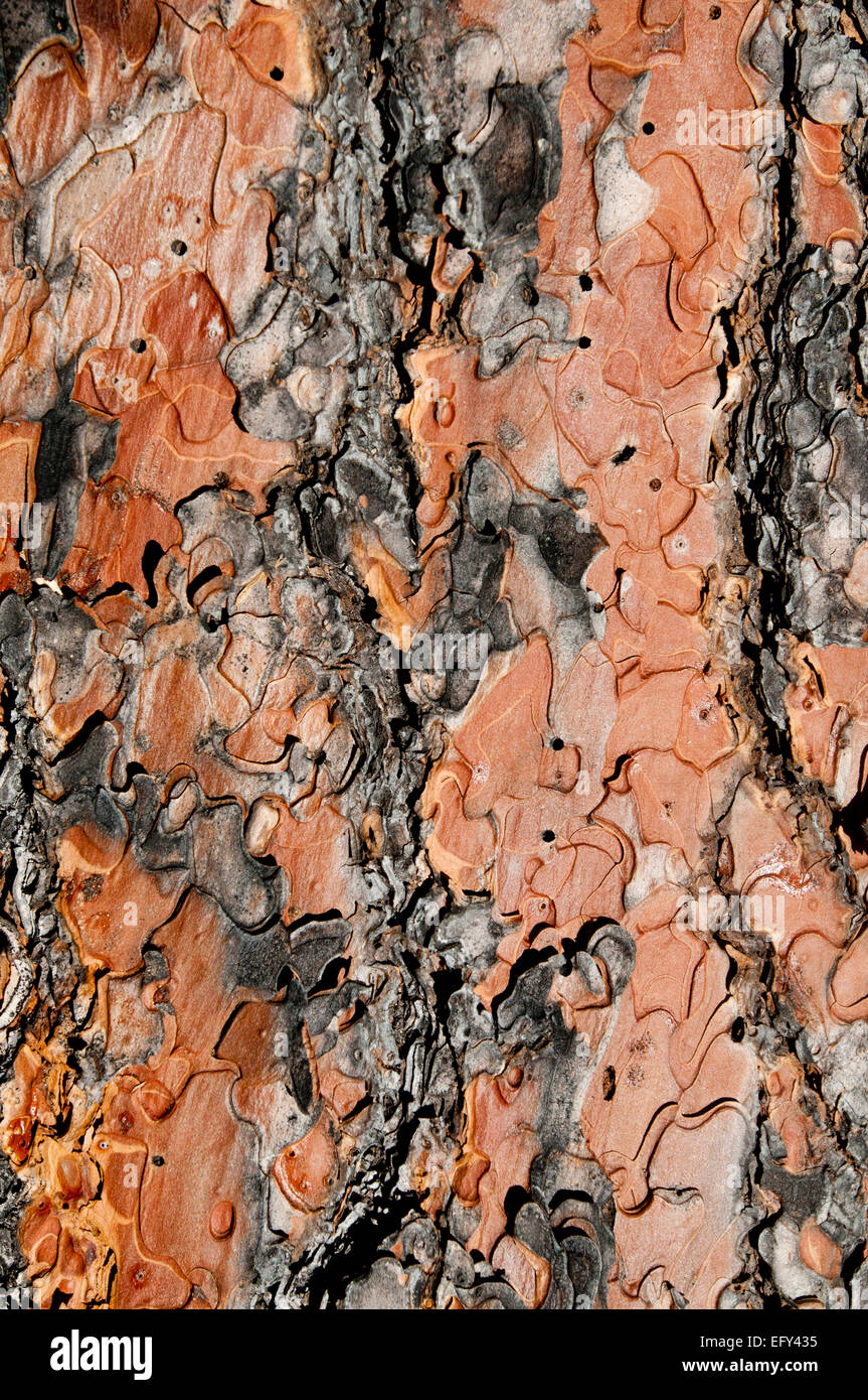 Ponderosa pine tree bark close-up on the Middle Fork of the Salmon River in the Frank Church - River of No Return Wilderness ID Stock Photo