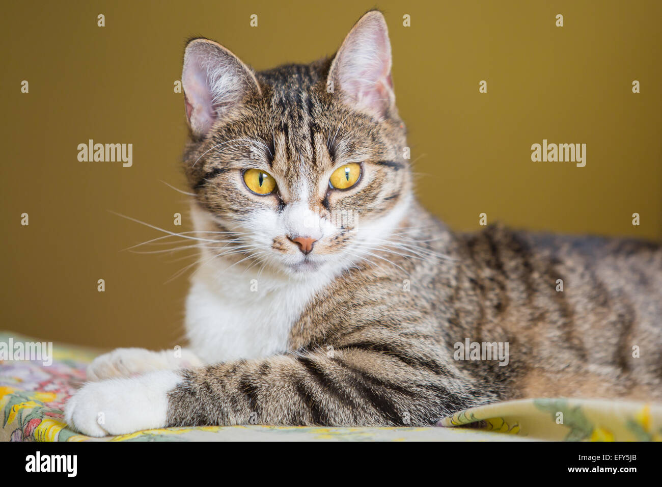 close up of lying tabby cat with green eyes Stock Photo