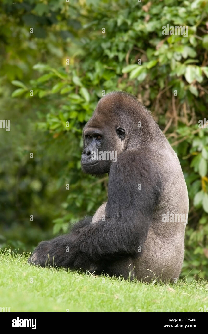 Western Gorilla (Gorilla gorilla), Stock Photo