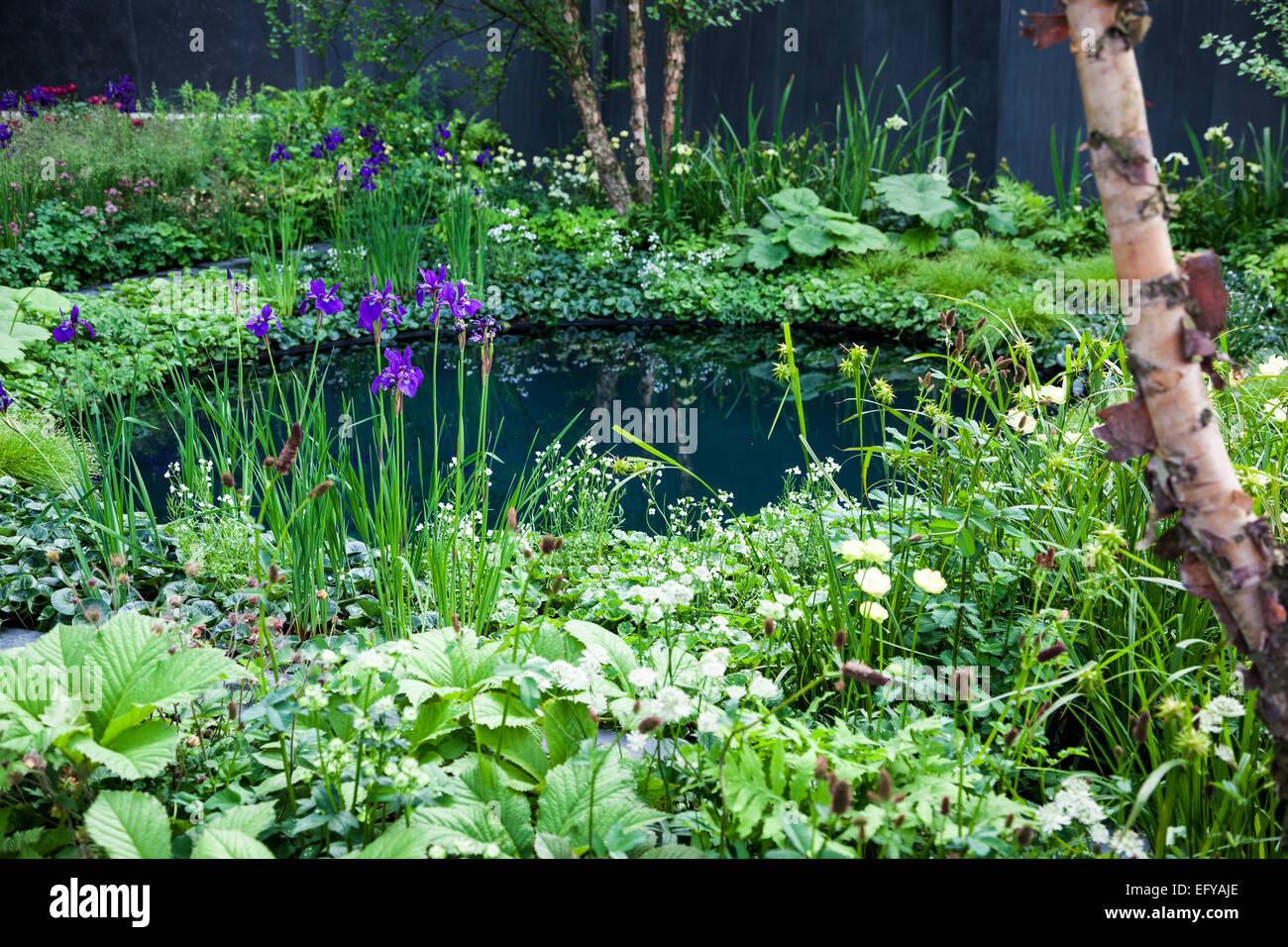 Reflective circular pond with waterside and woodland planting Stock Photo