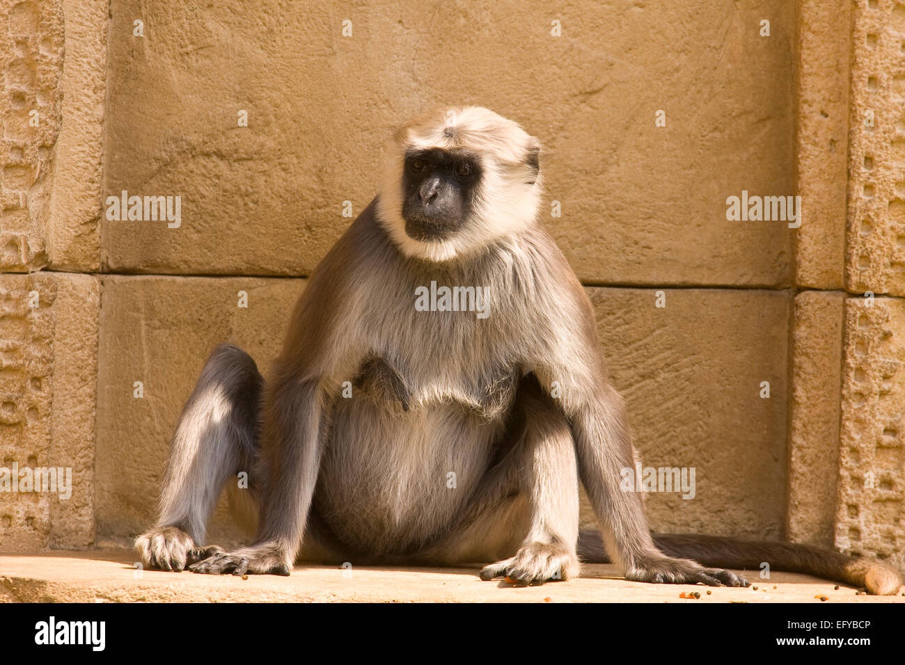 Hanuman Langurs or Grey Langurs (Semnopithecus entellus, Presbytis entellus) Stock Photo