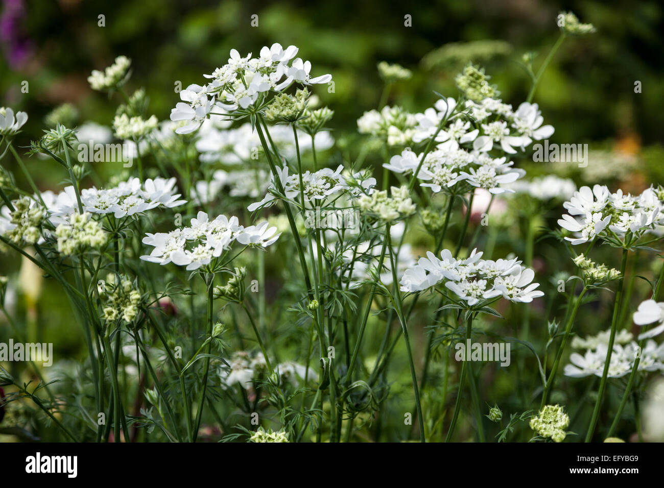 Orlaya grandiflora (white lace flower) Stock Photo