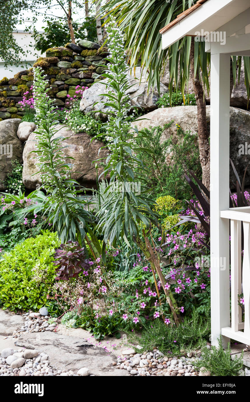 Echium piniana 'White tower' (Giant viper's bugloss) growing in front of stone wall next to a beach hut Stock Photo