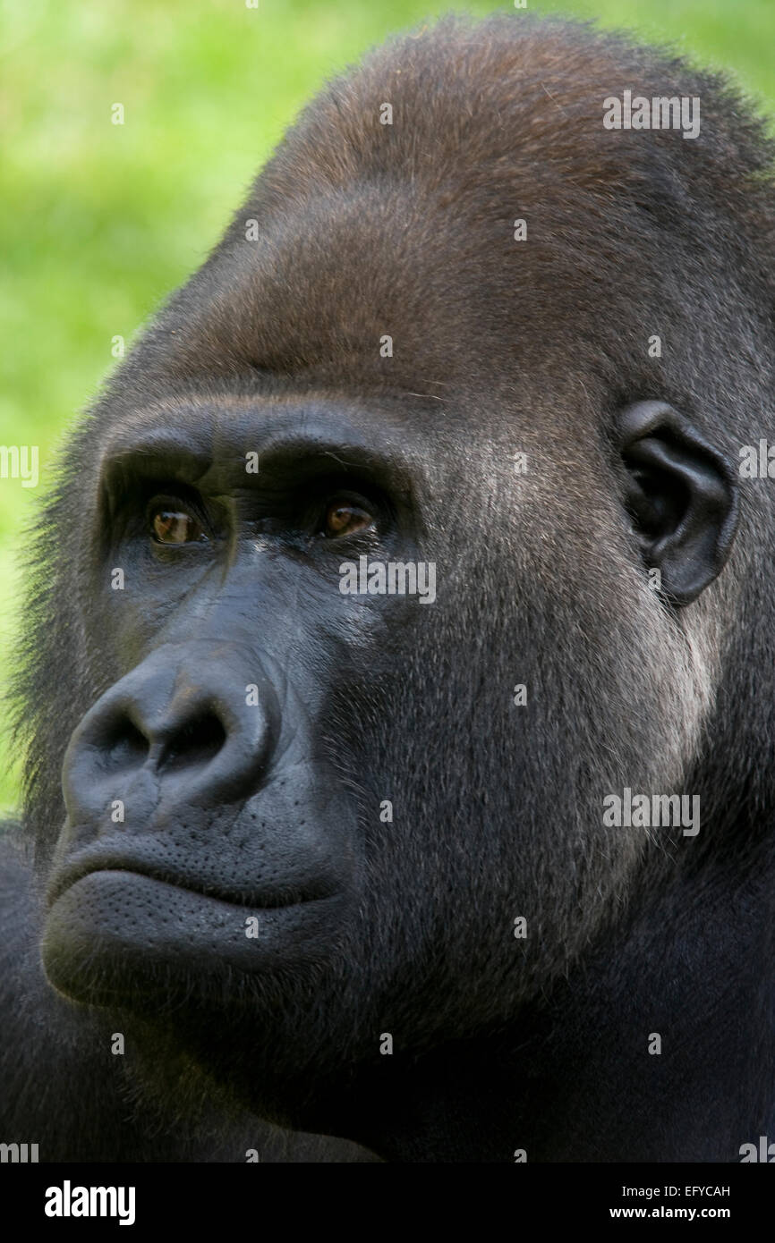 Western Gorilla (Gorilla gorilla), Stock Photo