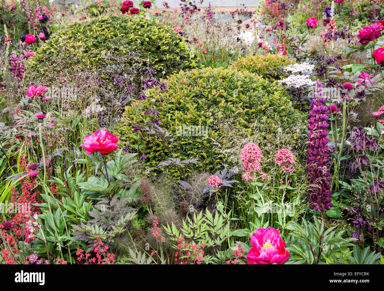 Ball shaped yews surrounded by pink and purple flowering shrubs and perennials Stock Photo