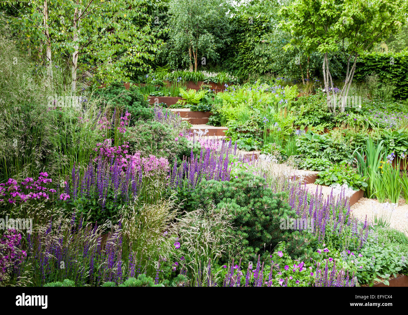 Gravel steps contained by corten steel leading through sloping garden featuring grasses, small conifers, pink and blue perennial Stock Photo