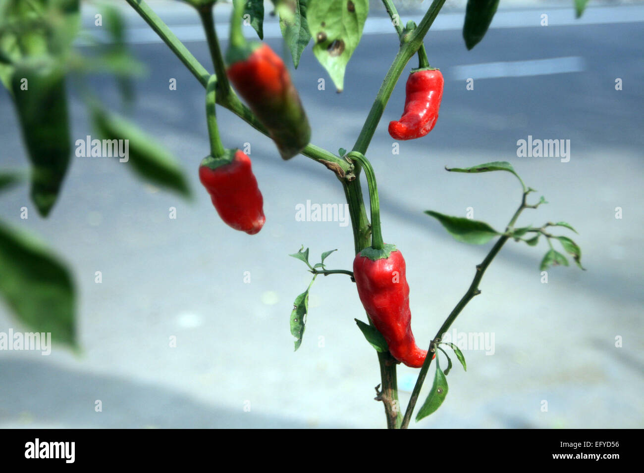 Red and green hot chili peppers on a tree Stock Photo - Alamy