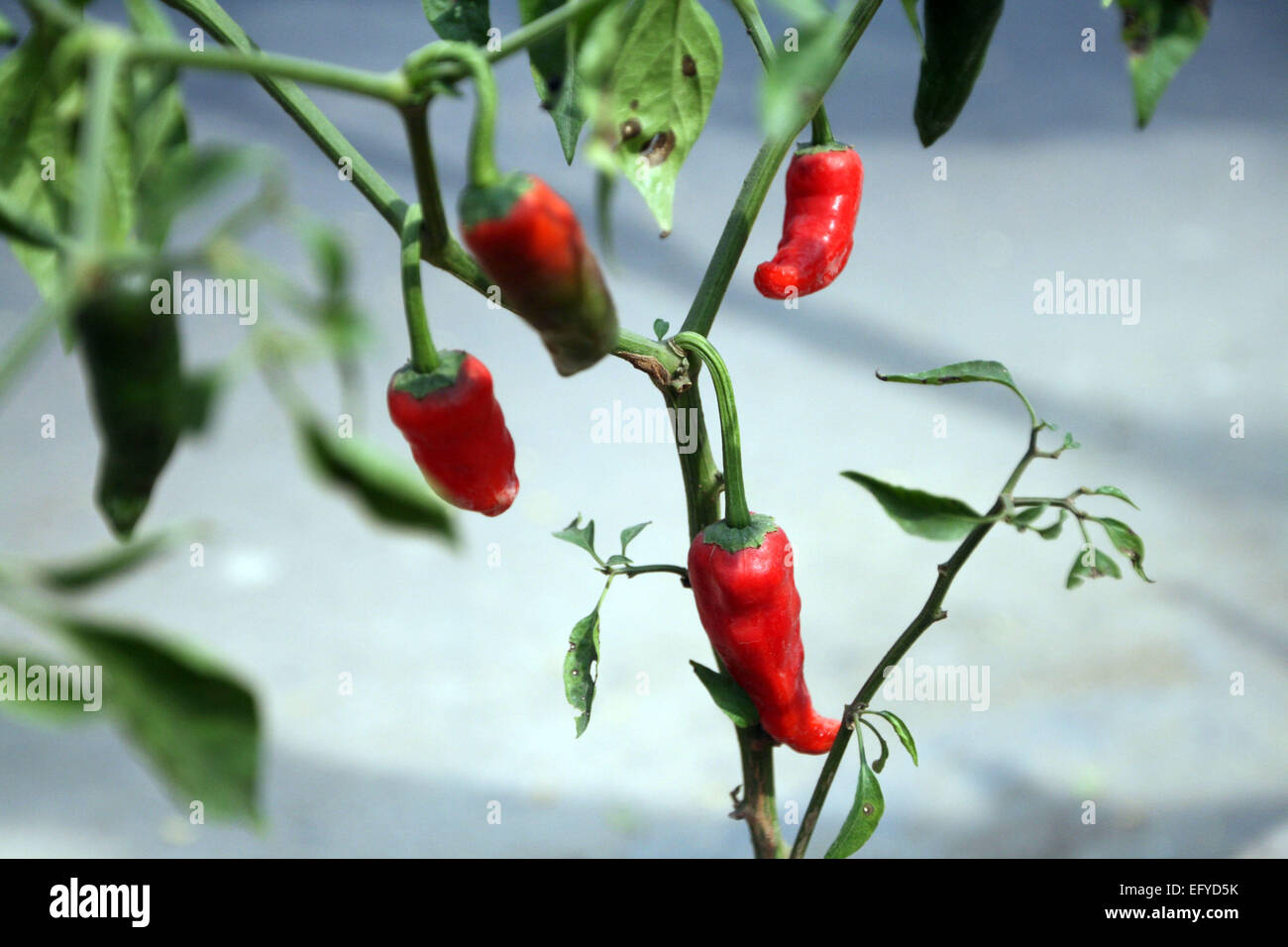Red and green hot chili peppers on a tree Stock Photo - Alamy
