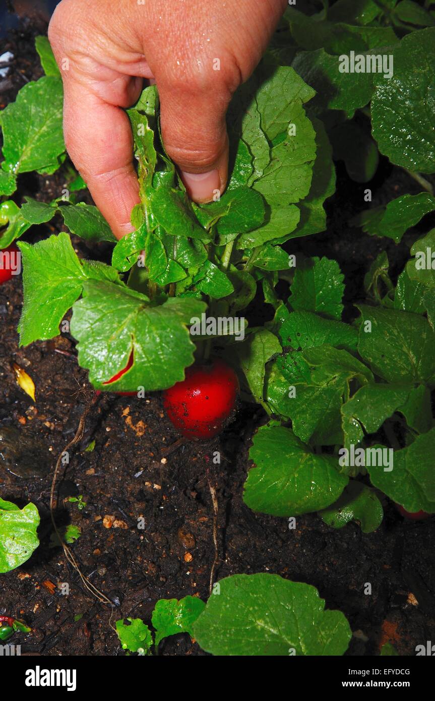 Harvesting fully grown Saxa 2 radishes Stock Photo Alamy