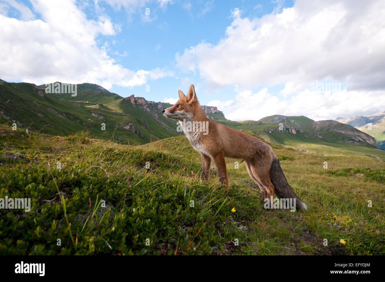 Red fox (Vulpes vulpes) before mountains, Austria Stock Photo