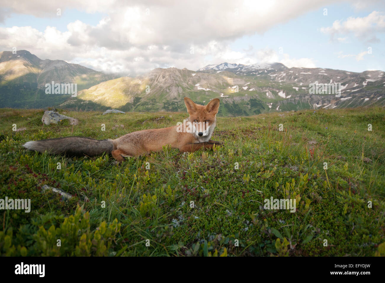 Red fox (Vulpes vulpes) lying before mountains, Austria Stock Photo