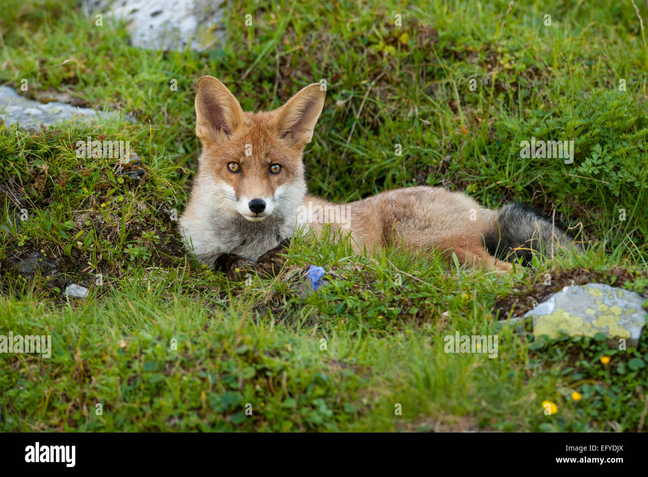 Red fox (Vulpes vulpes) lying in a mountain meadow, Austria Stock Photo