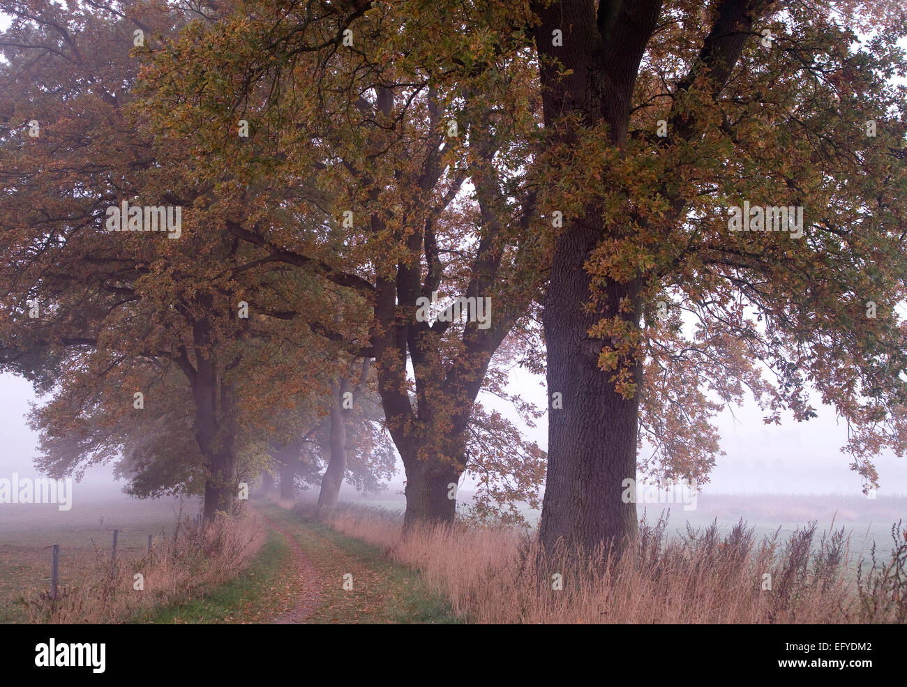 Oak alley in morning fog, Mecklenburg-Western Pomerania, Germany Stock Photo