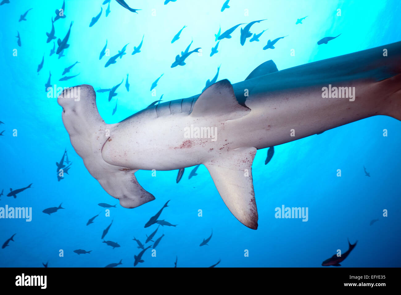 Scalloped Hammerhead Shark (Sphyrna lewini), Cocos Island, Costa Rica Stock Photo