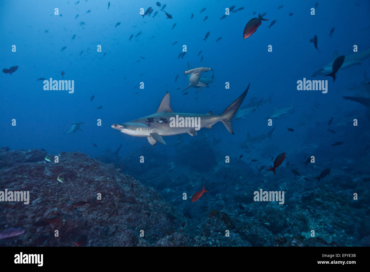 Scalloped Hammerhead Shark (Sphyrna lewini), Cocos Island, Costa Rica Stock Photo