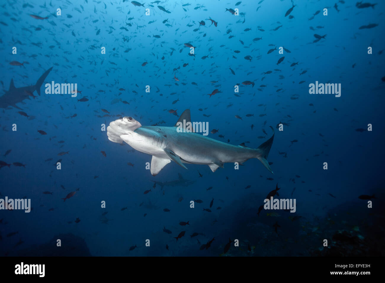 Scalloped Hammerhead Sharks (Sphyrna lewini), Cocos Island, Costa Rica Stock Photo