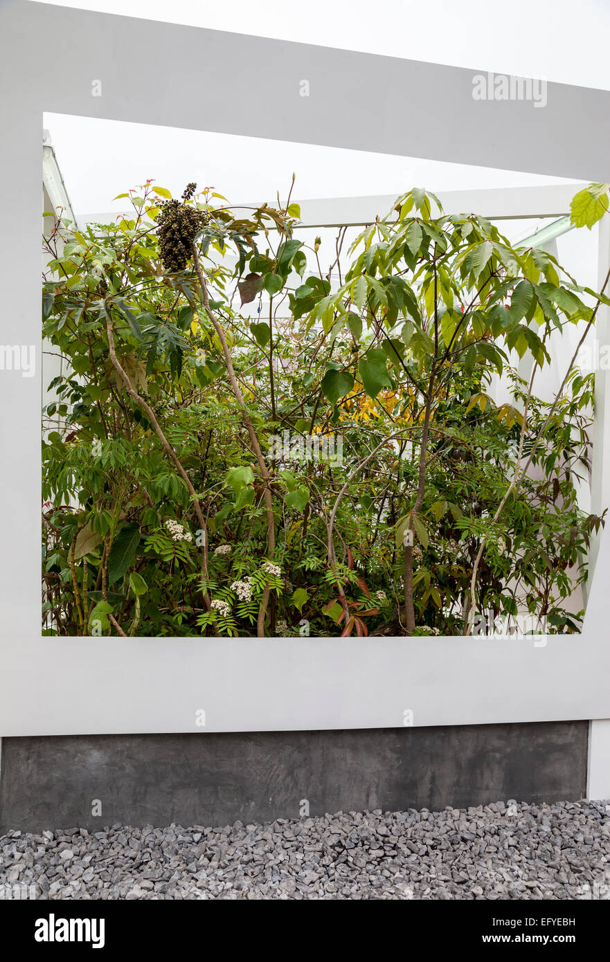 White framed box filled with exotic plants - Chelsea Flower Show garden, design: Sophie Walker Stock Photo