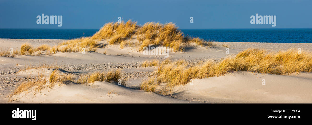 Dunes, Ellenbogen, Sylt, North Frisia, Schleswig-Holstein, Germany Stock Photo