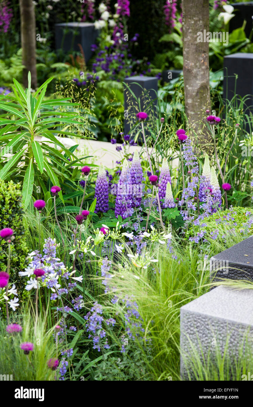 Granite blocks interplanted with Nasella tenuissima, Nepeta, box cubes, Cirsium rivulare, Lupin 'Gallery blue' and Agapanthus af Stock Photo