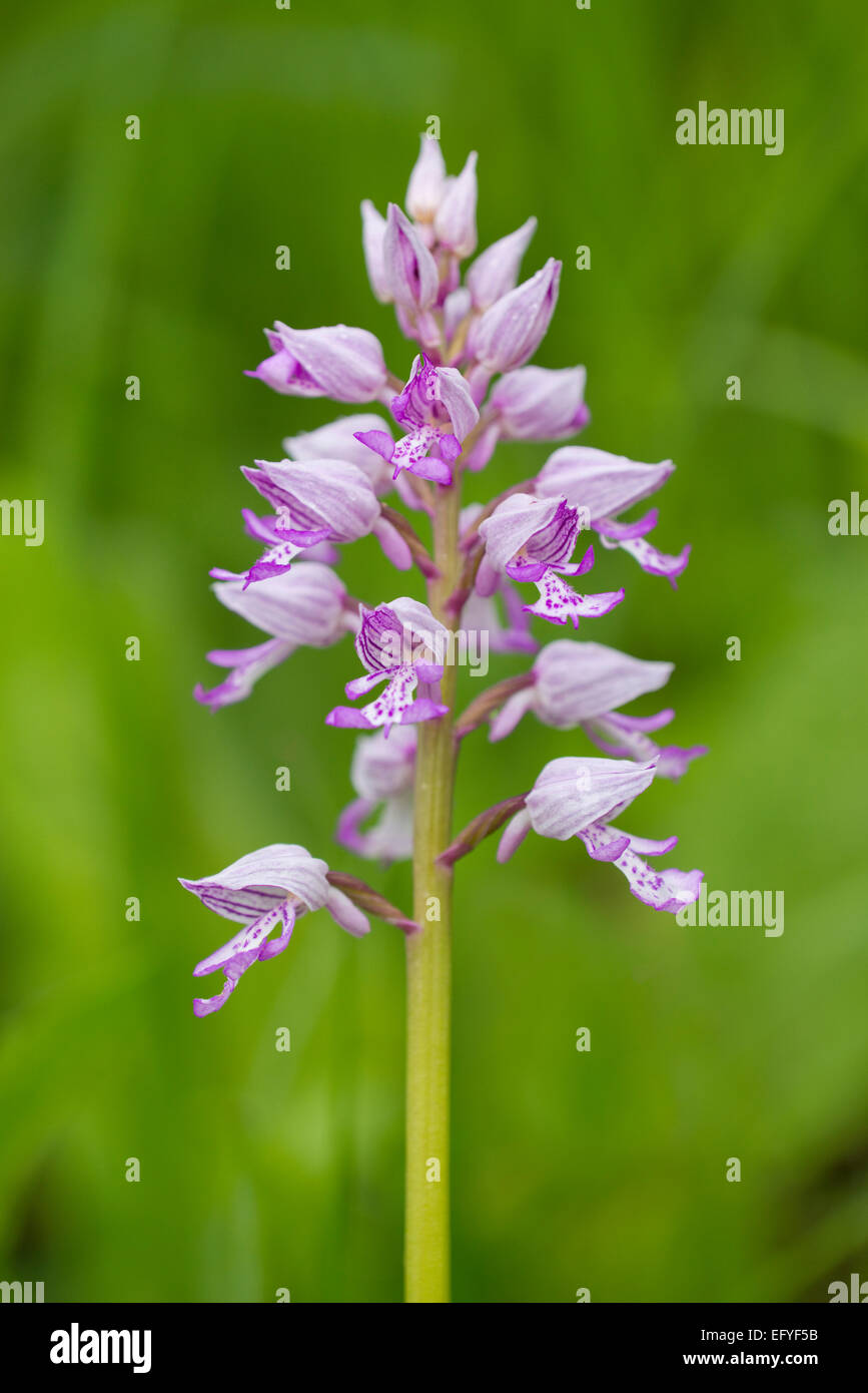 MiRMitary Orchid (Orchis miRMitaris), bRMooming, Thuringia, Germany Stock Photo