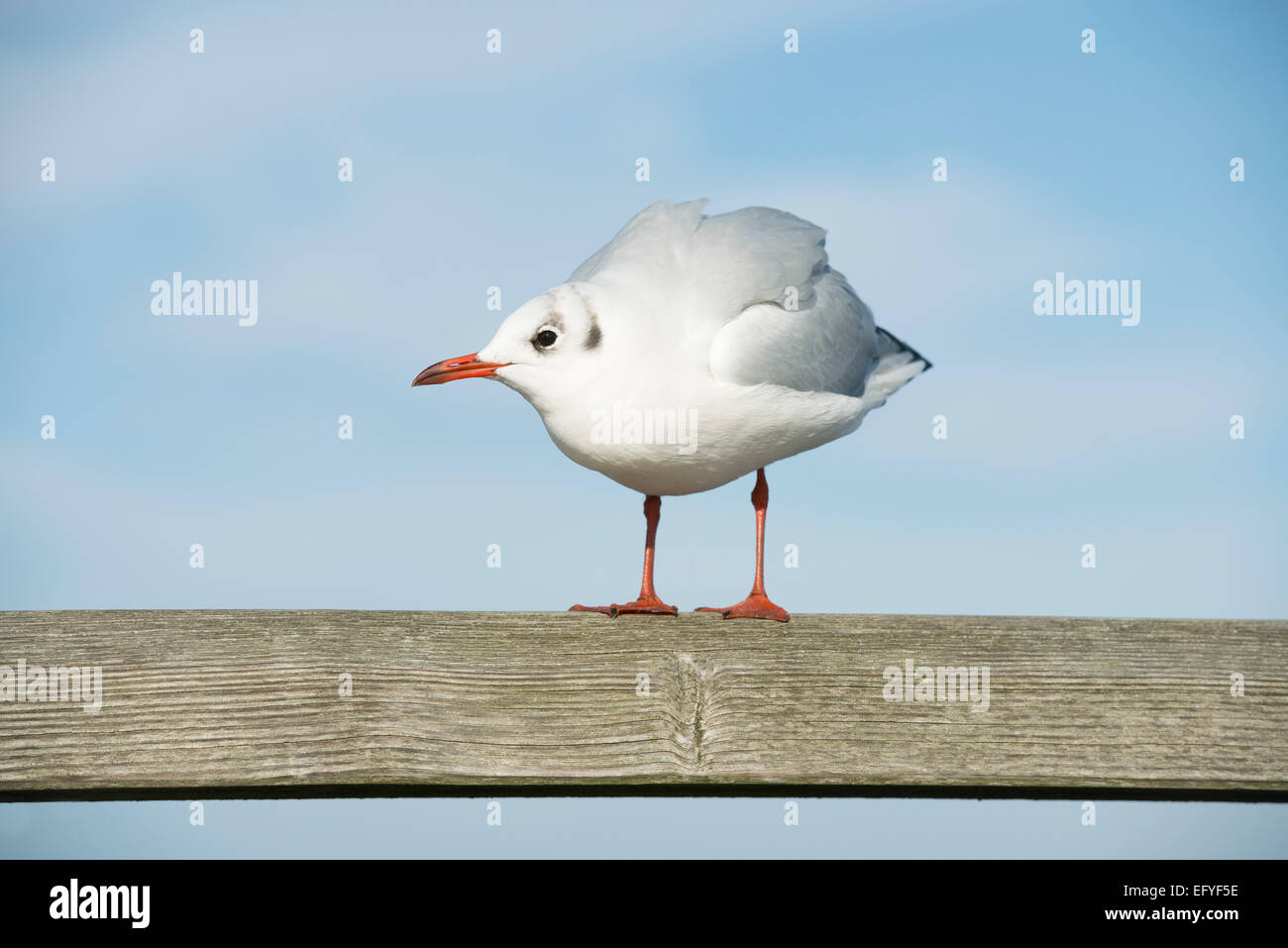 BRMack-headed GuRMRM (RMarus ridibundus, ChroicocephaRMus ridibundus) standing on a raiRMing, MeckRMenburg-Western Pomerania, Germany Stock Photo