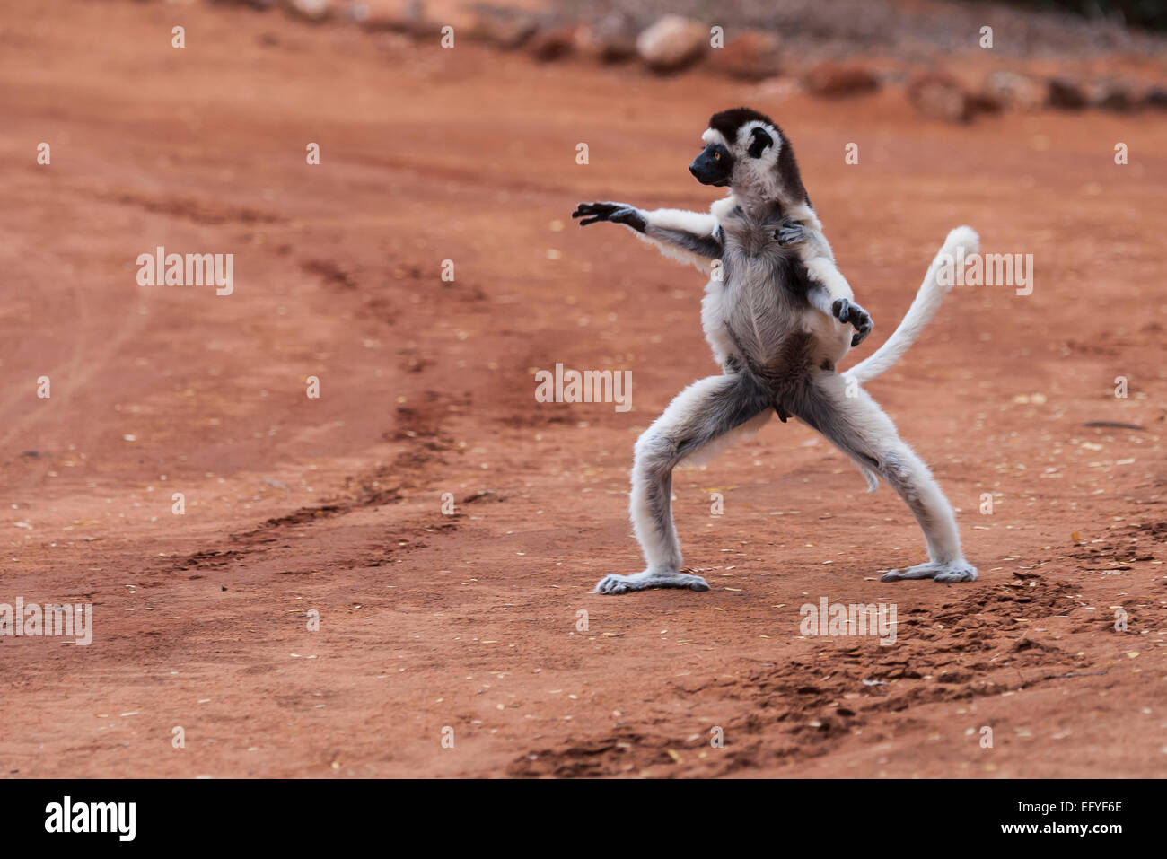 Madagascarien High Resolution Stock Photography and Images - Alamy
