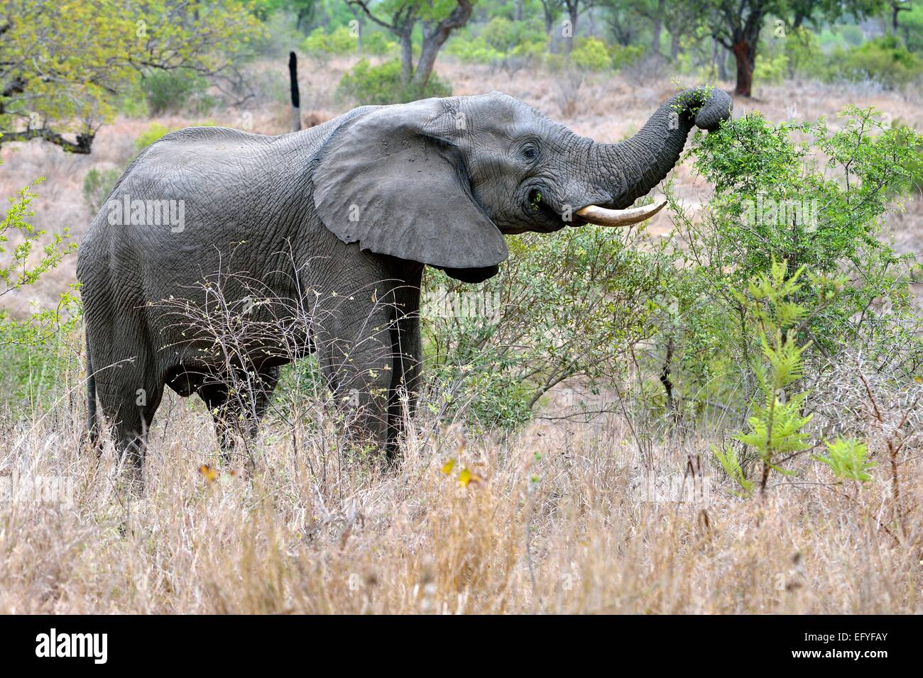 African ERMephant (RMaxodonta africana), Kruger NationaRM Park, South Africa Stock Photo
