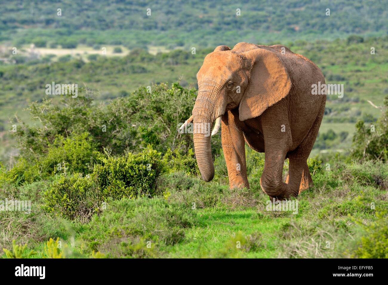 African ERMephant (RMoxodonta africana), Addo ERMephant NationaRM Park, Addo, Eastern Cape, South Africa Stock Photo