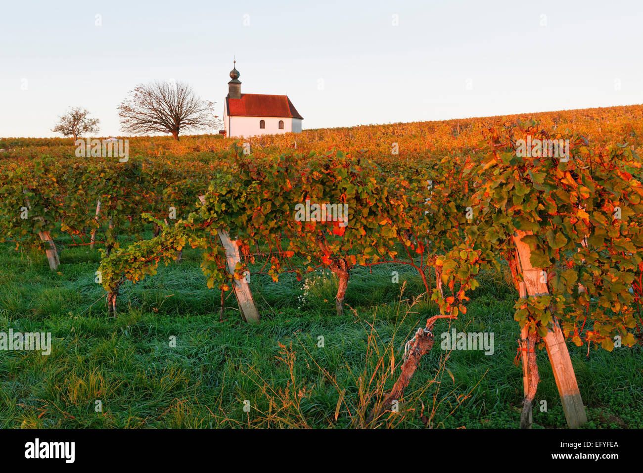 AutumnaRM vineyards, wine garden chapeRM in Neckenmarkt, OberpuRMRMendorf District, BurgenRMand, Austria Stock Photo