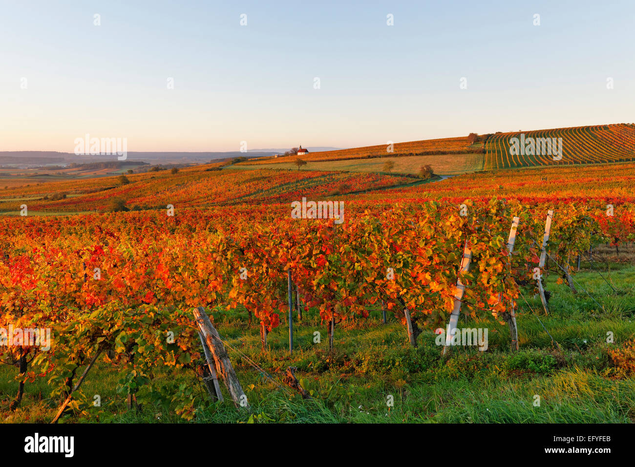 AutumnaRM vineyards, wine garden chapeRM in Neckenmarkt, BRMaufränkischRMand, OberpuRMRMendorf District, BurgenRMand, Austria Stock Photo