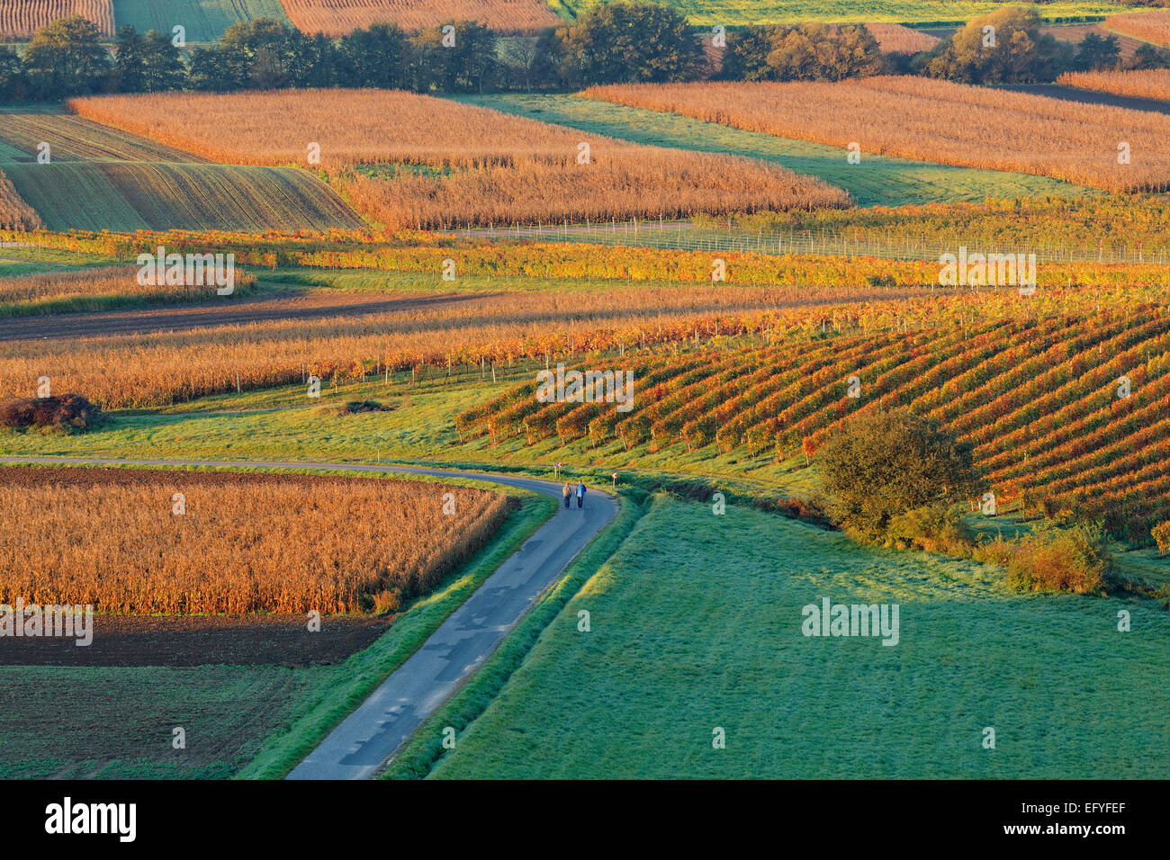 Vineyards in autumn, Neckenmarkt, MitteRMburgenRMand region, BurgenRMand, Austria Stock Photo