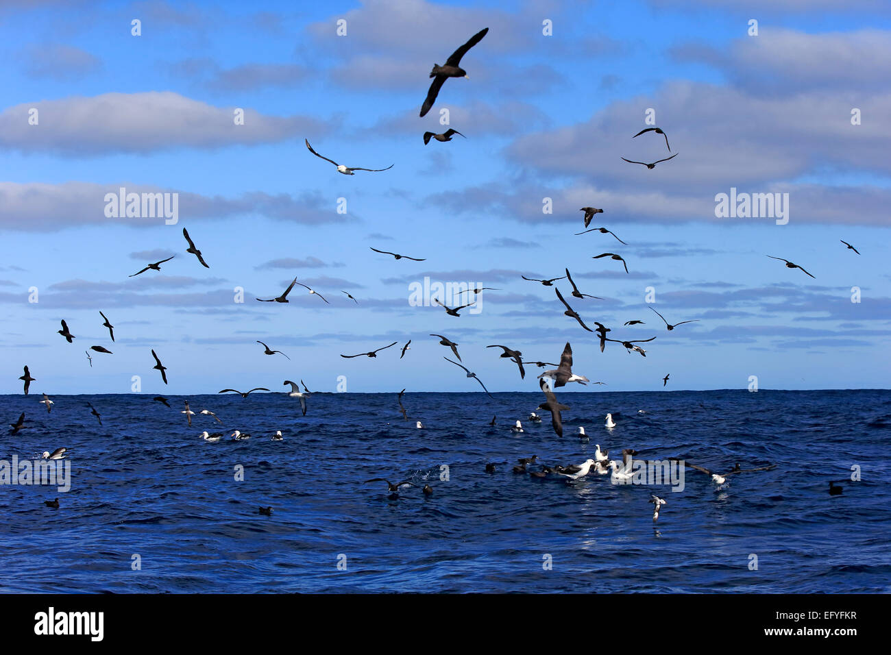 Black-browed albatrosses (Thalassarche melanophrys) and white chin petrels (Procellaria aequinoctialis), adult, flying Stock Photo