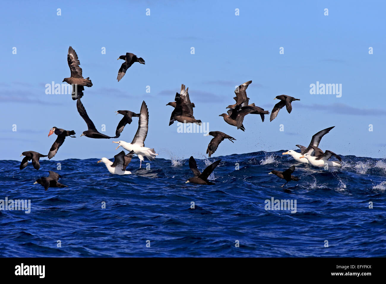 Black-browed albatrosses (Thalassarche melanophrys) and white chin-petrels (Procellaria aequinoctialis) foraging, adult, flying Stock Photo