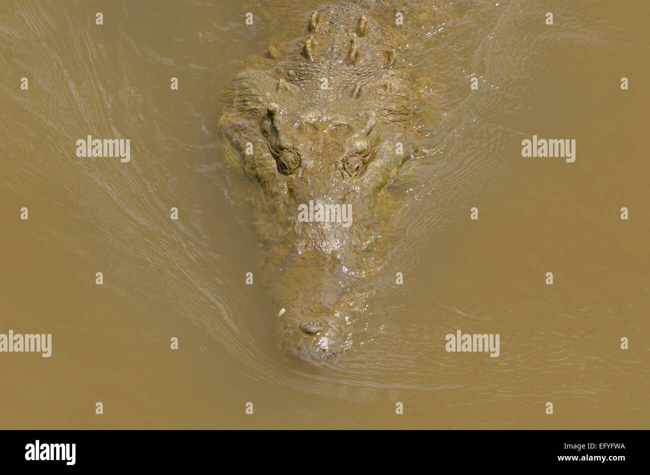 American Crocodile (Crocodylus acutus) in the Rio Grande de Tarcoles