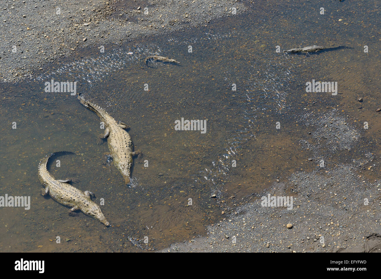 American Crocodiles (Crocodylus acutus) in the Rio Grande de Tarcoles