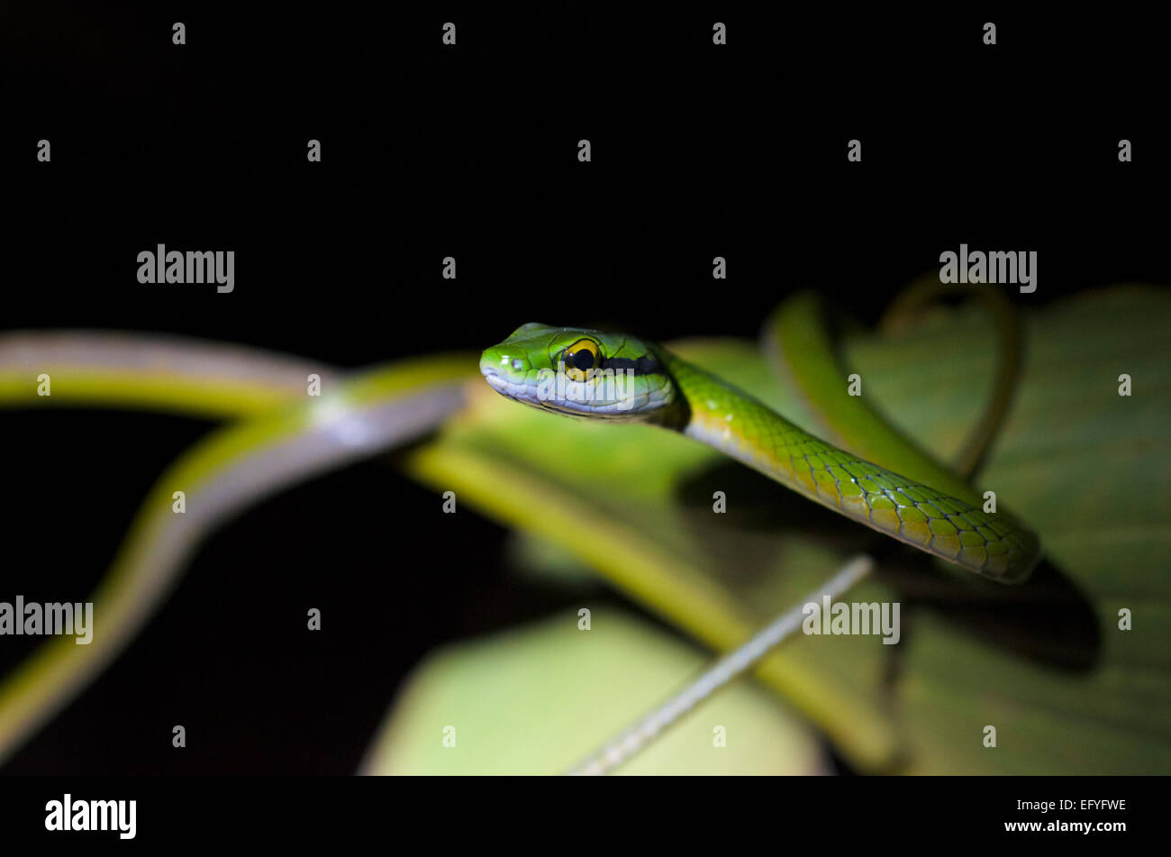 Lora snake hi-res stock photography and images - Alamy