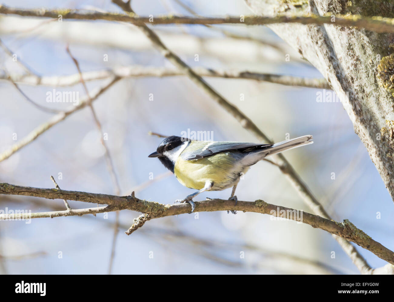 Parus major,saithe common hanging from a tree branch Stock Photo Alamy