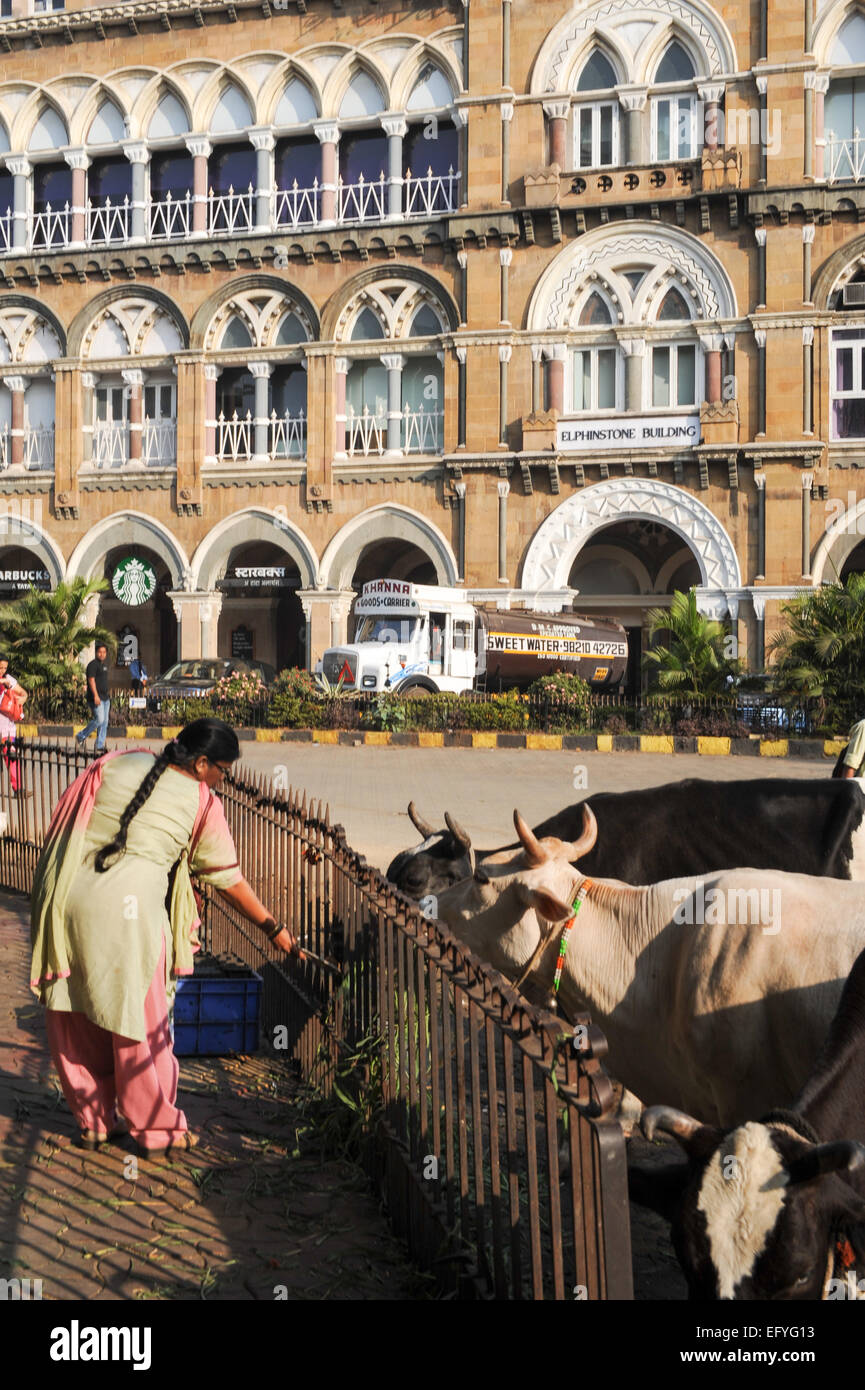 Mumbai, India - 6 january 2015: People offering food to holy cow at Mumbai, India Stock Photo
