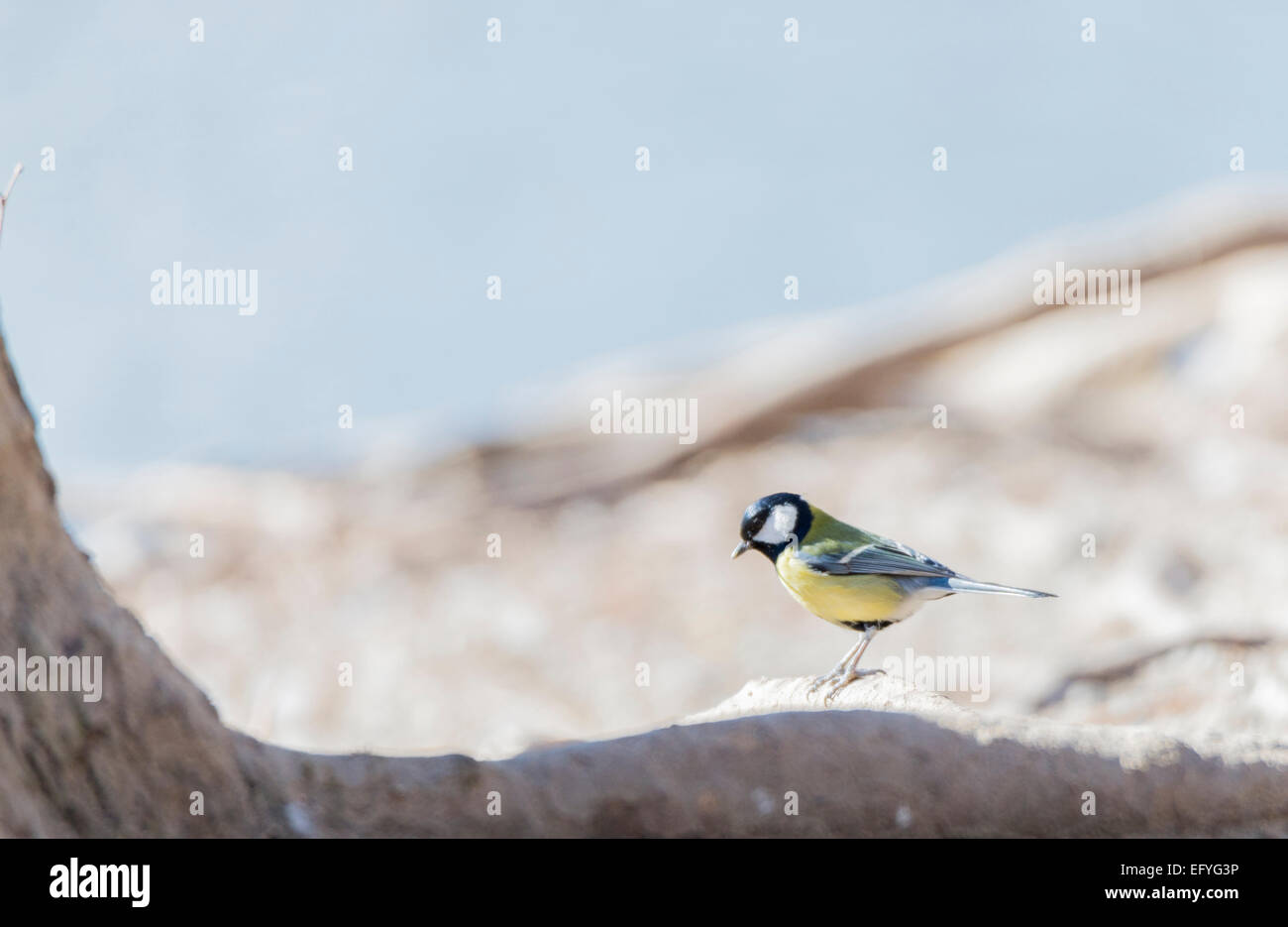Parus major,saithe common hanging from a tree branch Stock Photo Alamy