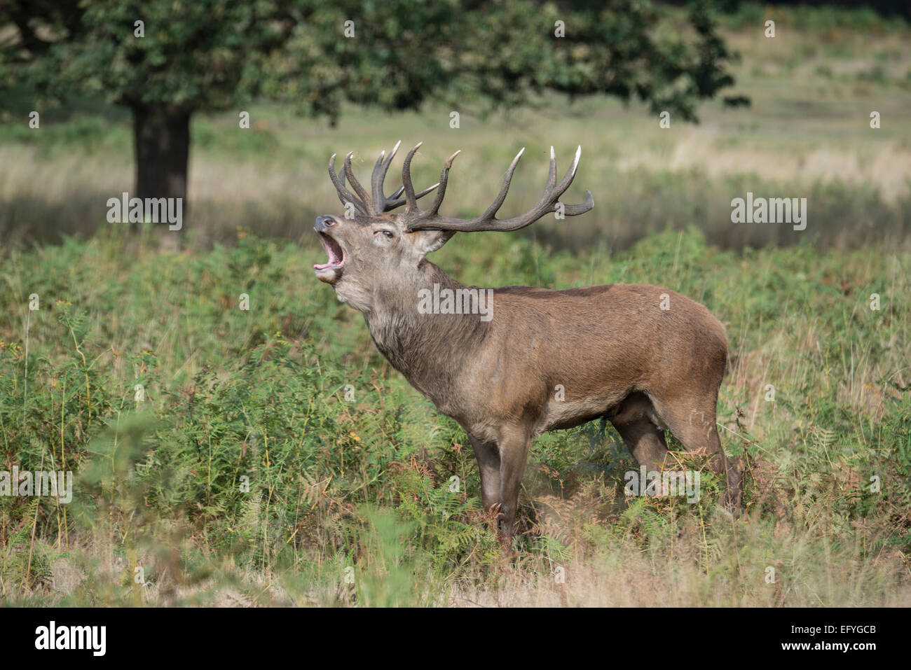 Red Deer: Cervus elaphus. Bellowing during autumn rut. Richmond Park, Surrey, England Stock Photo