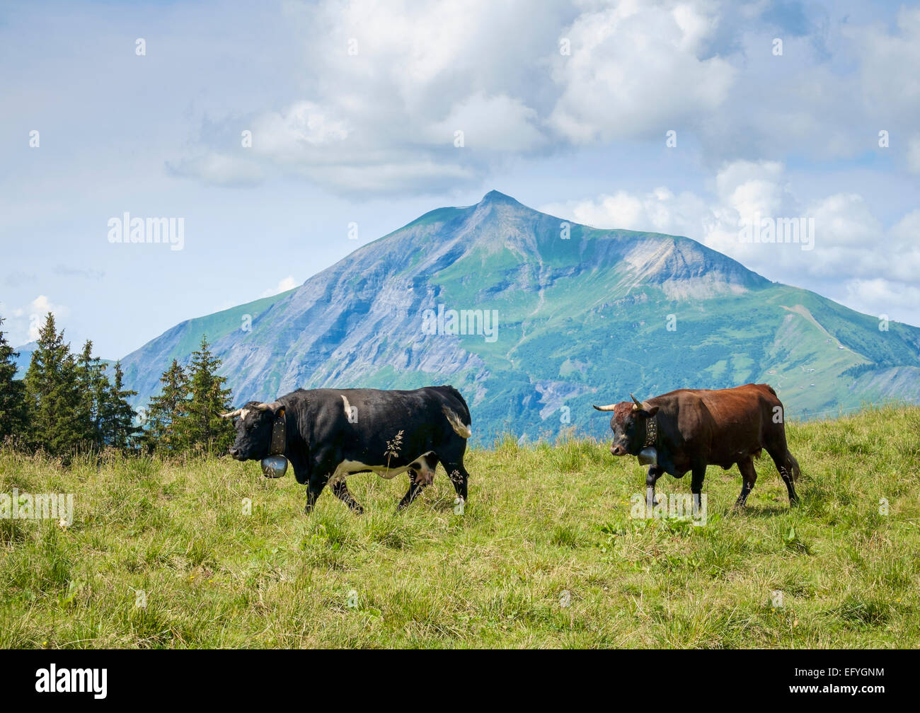 Herens breed alpine cows with cow bells in the French Alps with Mont Joly behind high above the Chamonix Valley, France, Europe Stock Photo