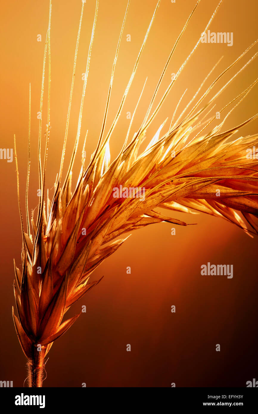 Wheat field Macro with warm backlight Stock Photo