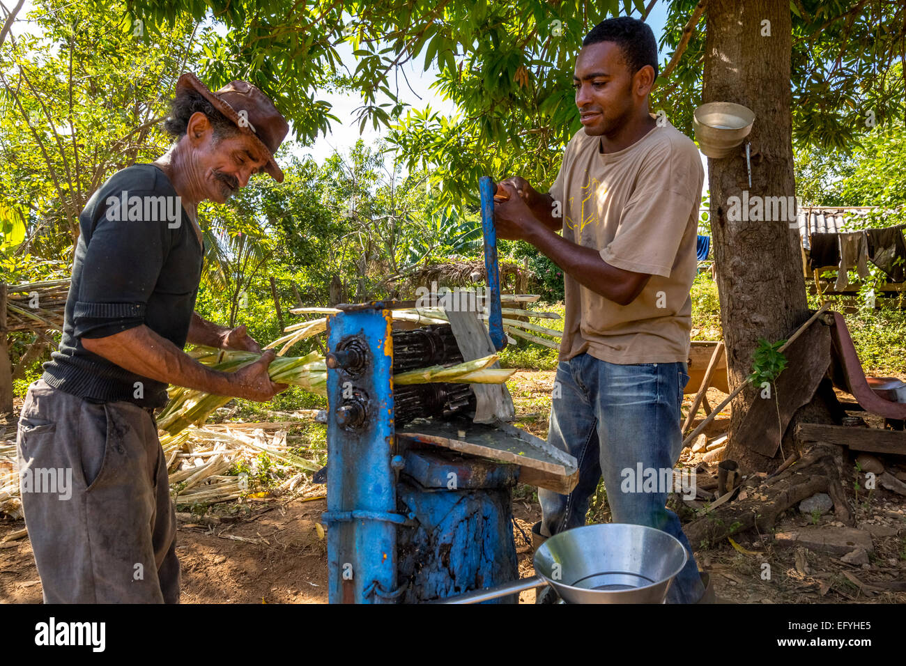Sugar cane farmers extracting the sugar cane juice with a a mechanical