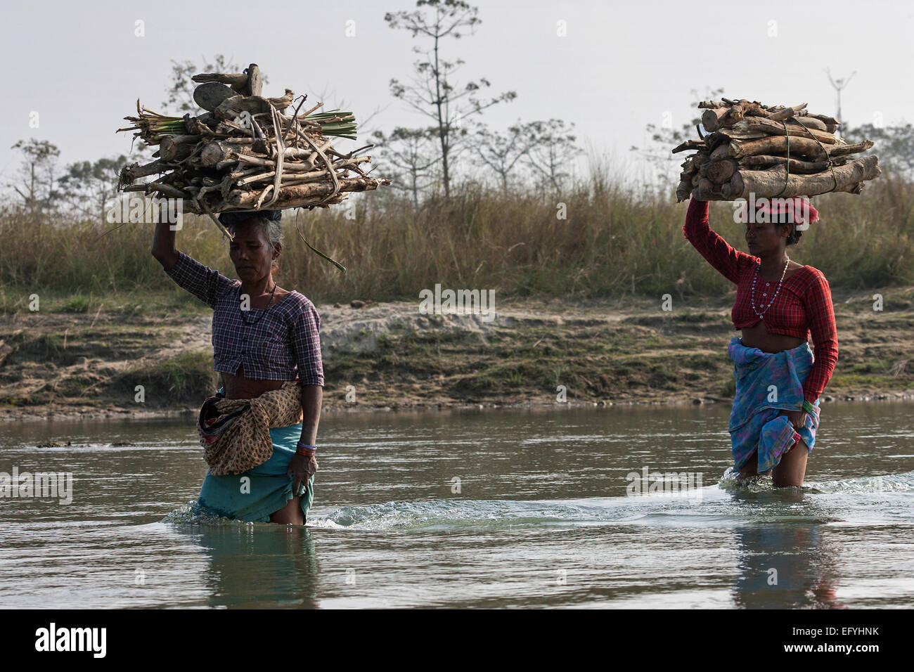 Nepalese women carry firewood on their heads by the East Rapti River at Sauraha, Nepal Stock Photo